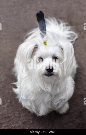 Portrait de chien mignon drôle avec les indiens comme des plumes Banque D'Images