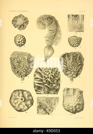 Sur le genre des crinoïdes Scyphocrinus et sa racine bulbeuse Camarocrinus (Planche IX) (7949333812) Banque D'Images
