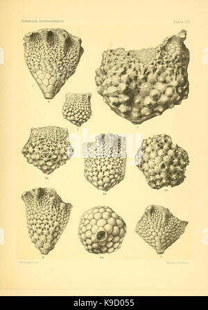 Sur le genre des crinoïdes Scyphocrinus et sa racine bulbeuse Camarocrinus (Planche VIII) (7949333178) Banque D'Images