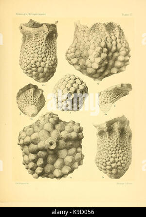 Sur le genre des crinoïdes Scyphocrinus et sa racine bulbeuse Camarocrinus (planche VII) (7949332504) Banque D'Images