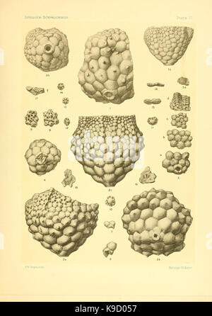 Sur le genre des crinoïdes Scyphocrinus et sa racine bulbeuse (VI) Camarocrinus la plaque (7949331882) Banque D'Images
