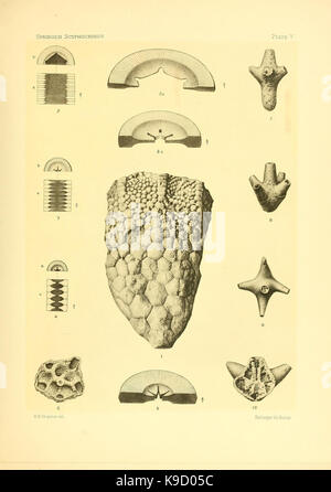 Sur le genre des crinoïdes Scyphocrinus et sa racine bulbeuse (Camarocrinus la Planche V) (7949331316) Banque D'Images