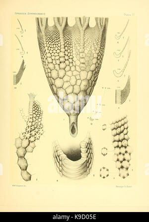 Sur le genre des crinoïdes Scyphocrinus et sa racine bulbeuse Camarocrinus (Planche IV) (7949330842) Banque D'Images