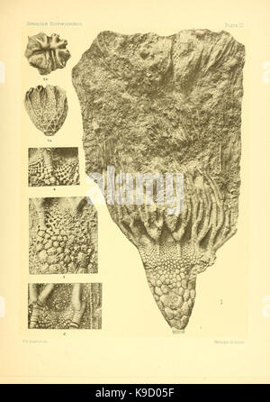 Sur le genre des crinoïdes Scyphocrinus et sa racine bulbeuse (Camarocrinus Tôles III) (7949330188) Banque D'Images