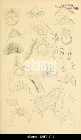 Sur la germination, le développement et la fructification de la plaque supérieure (Cryptogamia XLIII) (8450428123) Banque D'Images