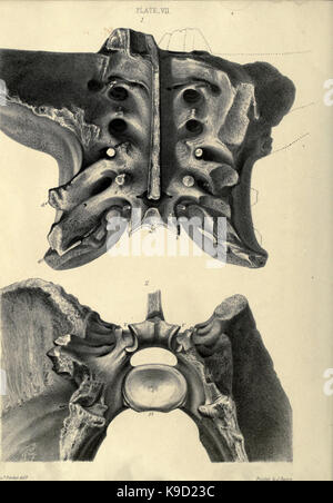Mémoire sur le megatherium, ou paresseux marcheur géant d'Amérique BHL31747832 Banque D'Images