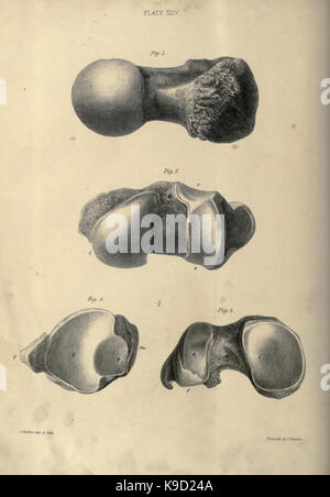 Mémoire sur le megatherium, ou paresseux marcheur géant d'Amérique BHL31747884 Banque D'Images