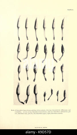 Cette page de 'mutations, variations, and Relationships of the Oenotheras' fournit une étude scientifique sur les variations génétiques et les relations au sein du genre Oenothera, en se concentrant sur sa classification et son évolution. Banque D'Images