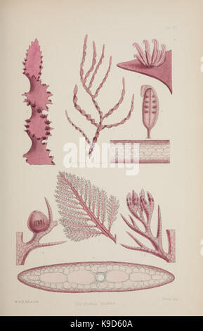 Nereis australis, ou d'algues de l'océan austral BHL46201065 Banque D'Images