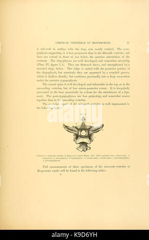 Une monographie sur l'Odontornithes crantée éteintes birds of North America BHL40333650 Banque D'Images