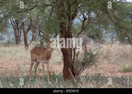 Impala du serengeti Banque D'Images