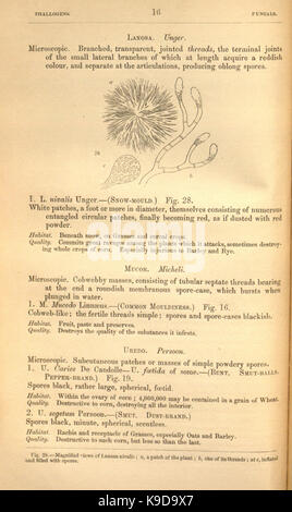 Médecine et d'oeconomical botanique (page 16) BHL2954772 Banque D'Images