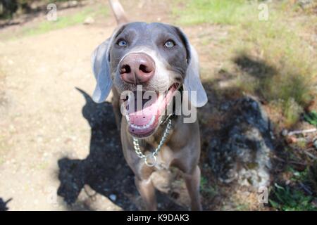 Happy happy happy weimaraner Banque D'Images