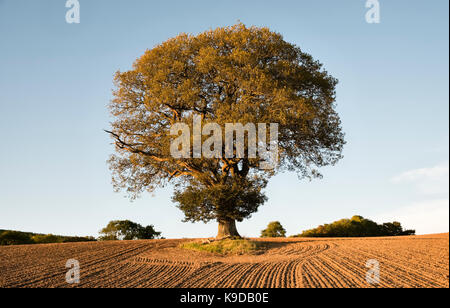 Herefordshire, UK. Un arbre de chêne solitaire au milieu d'un champ récemment hersée, automne Banque D'Images