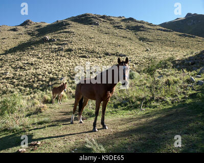 Villa de Merlo, San Luis, Argentine - 2017: Cheval et âne dans une montagne voisine. Banque D'Images