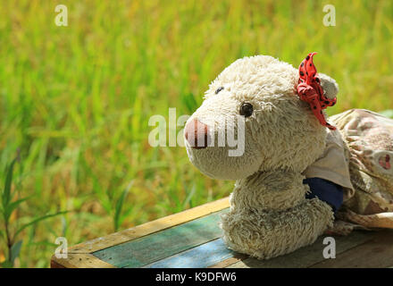 Profitez du soleil au bord de la rizière avec des plants de riz mûr, une fille peluche ours polaire sur banc en bois avec arrière-plan flou Banque D'Images