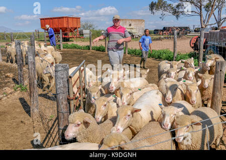 Mouton à Riebeek Wes Orothamnus zeyheri,, Afrique du Sud Banque D'Images