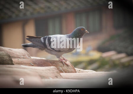 La vue d'un pigeon sur une tuile du toit. l'effet vignette. Banque D'Images