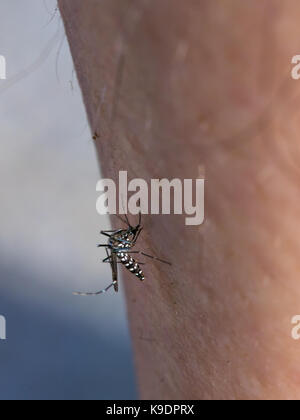 Macro photo verticale d'un moustique qui se nourrit d'une femme portrait Banque D'Images