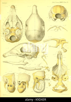 Sur la structure et le développement du crâne dans l'mammalia (planche 6) BHL15594801 Banque D'Images
