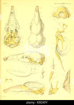 Sur la structure et le développement du crâne dans la plaque mammalia (33) BHL15594963 Banque D'Images