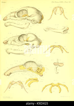 Sur la structure et le développement du crâne dans la plaque mammalia (38) BHL15594993 Banque D'Images