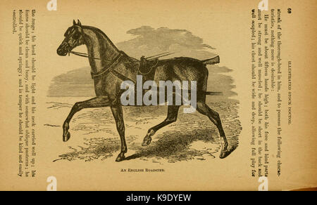 Manning's Horse Book est une ressource détaillée sur les soins et la gestion des chevaux, offrant un aperçu des soins, de l'élevage et de l'entraînement des chevaux. La page 60 se concentre sur des techniques et des pratiques spécifiques en gestion équine. Banque D'Images