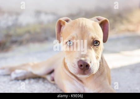 Pit-bull puppy outdoors Banque D'Images