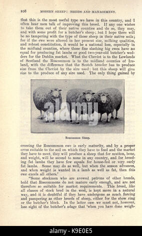 Races de moutons, moderne et de gestion (page 108) BHL21819179 Banque D'Images