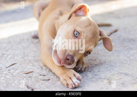 Pit-bull puppy outdoors Banque D'Images