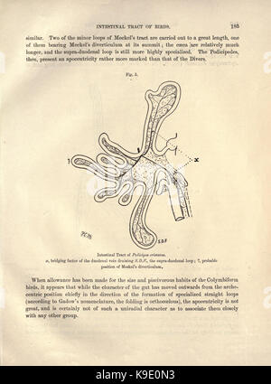 Sur le tractus intestinal des oiseaux (page 185) BHL23877743 Banque D'Images