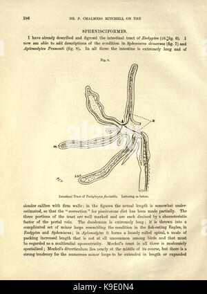 Sur le tractus intestinal des oiseaux (page 186) BHL23877742 Banque D'Images