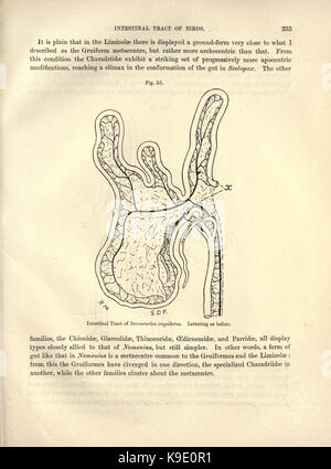 Sur le tractus intestinal des oiseaux (page 235) BHL23877774 Banque D'Images