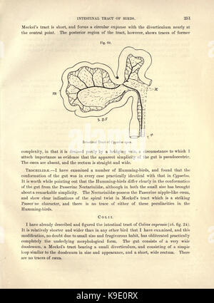 Sur le tractus intestinal des oiseaux (page 251) BHL23877790 Banque D'Images