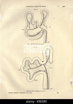 Sur le tractus intestinal des oiseaux (page 253) BHL23877792 Banque D'Images