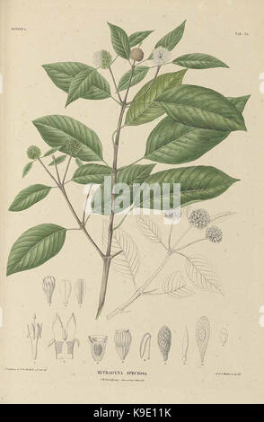 Mitragyna speciosa (Korth.) Havil Banque D'Images