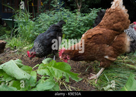 Poulets hybrides butiner dans le jardin arrière. UK Banque D'Images