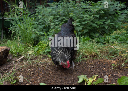 Speckledy Poulet hybride free range dans le jardin arrière. UK Banque D'Images