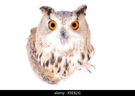Eagle-sibérien d'Amérique, Bubo bubo sibiricus Banque D'Images