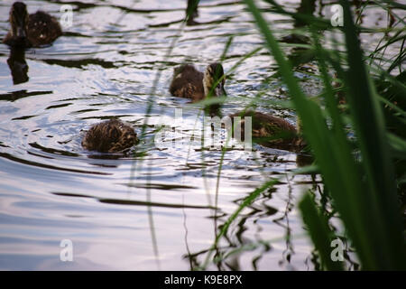 Canetons nager dans l'eau derrière les herbes reed sur la rive. Banque D'Images