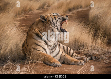 Close-up vue latérale du tigre mâle avec sa bouche ouverte et crocs acérés bien visibles le long de la face, de la poitrine et pattes de profil, dans l'habitat naturel. Banque D'Images