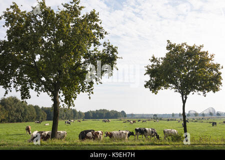 Dutch vaches dans un pré, Pays-Bas Banque D'Images