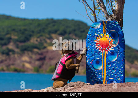 Staffordshire Bull Terrier water rescue Banque D'Images