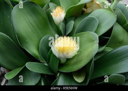 Haemanthus albiflos plante vivace bulbeuse pinceau evergreen Le Jardin Botanique National du Pays de Galles Pays de Galles Cymru UK GO Llanarthney Banque D'Images