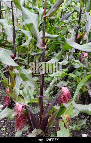 Zea mays maïs doux rouge double pousse dans un jardin organique Banque D'Images