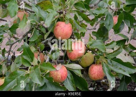 Malus domestica falstaff rouge du désert à la fin de la saison de croissance des pommes sur un mur Banque D'Images