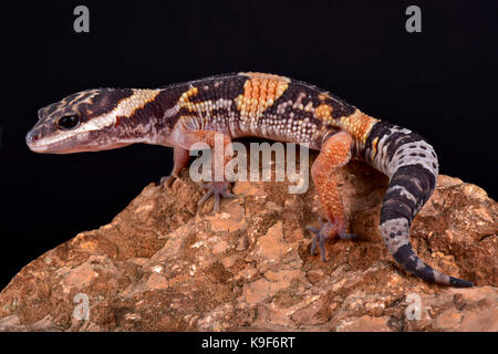 Gecko léopard est de l'Inde, eublepharis hardwickii Banque D'Images