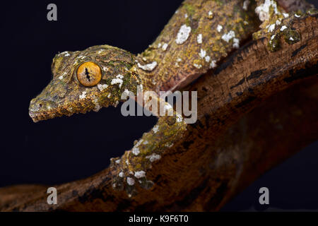 Grand mossy gecko à queue de feuille, uroplatus sameiti Banque D'Images