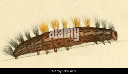 Larve corsicum Ocnogyna Banque D'Images