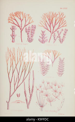 Nereis australis, ou d'algues de l'océan austral (17211943873) Banque D'Images